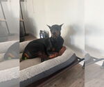 Small #8 Doberman Pinscher
