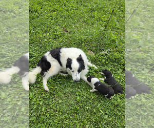 Father of the Border Collie puppies born on 05/29/2026