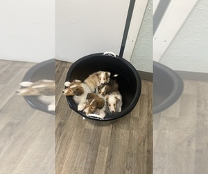 Shetland Sheepdog Puppy for sale in ELKVIEW, WV, USA