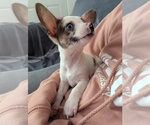Small #3 Chihuahua