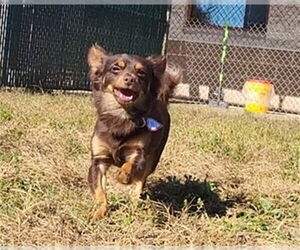 Chihuahua Dogs for adoption in Springfield, MA, USA