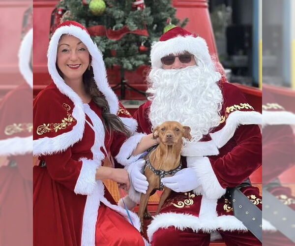 Medium Photo #7 Miniature Pinscher-Unknown Mix Puppy For Sale in Oakhurst, NJ, USA