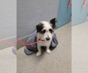 Mutt Dogs for adoption in Las Vegas, NV, USA