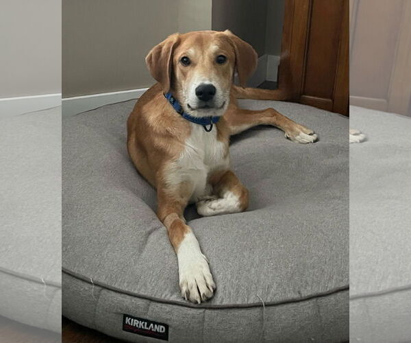 Medium Photo #3 Doberman Pinscher-Great Pyrenees Mix Puppy For Sale in Brooklyn Center, MN, USA