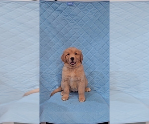 Medium Photo #3 Goldendoodle Puppy For Sale in VAIL, AZ, USA