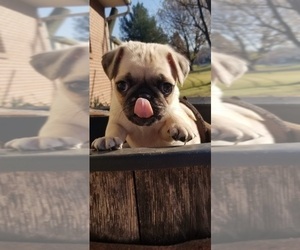Pug Puppy for sale in WOMELSDORF, PA, USA