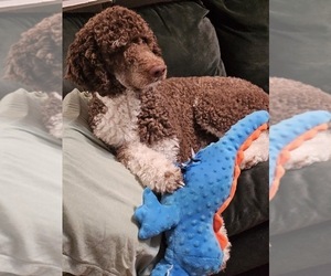 Father of the Bernedoodle puppies born on 06/06/2026