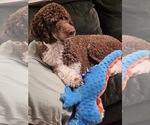 Small Photo #1 Bernedoodle Puppy For Sale in RANCHO CUCAMONGA, CA, USA