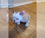 Small Photo #18 French Bulldog Puppy For Sale in GARLAND, TX, USA