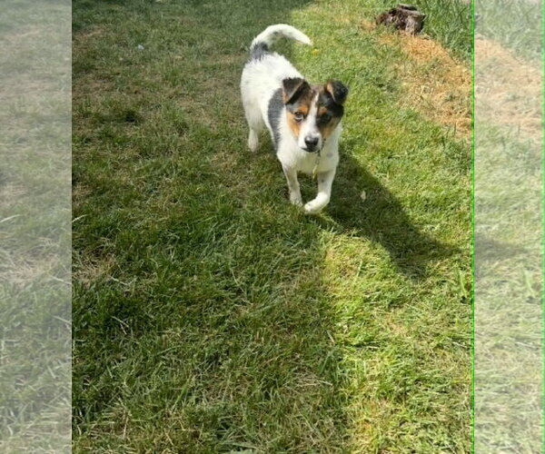 Medium Photo #6 Mutt Puppy For Sale in Sandy, UT, USA