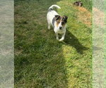 Small #5 Mutt