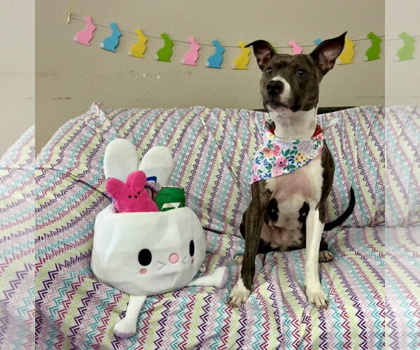 Medium Photo #3 Mutt Puppy For Sale in Fargo, ND, USA
