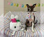 Small #2 Mutt