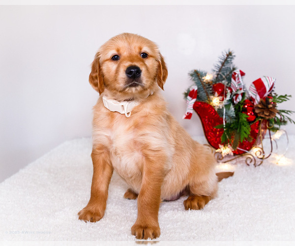 Medium Photo #1 Golden Retriever Puppy For Sale in WAKARUSA, IN, USA