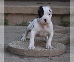 Image preview for Ad Listing. Nickname: Achilles