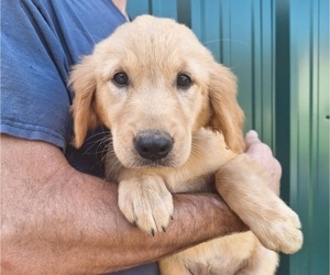 Golden Retriever Litter for sale in FORT VALLEY, GA, USA