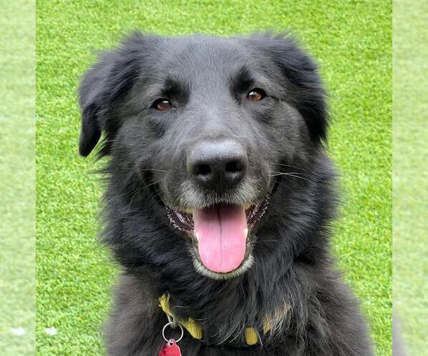 Medium Photo #6 Border Collie-Unknown Mix Puppy For Sale in San Diego, CA, USA