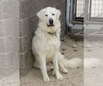 Small #2 Great Pyrenees