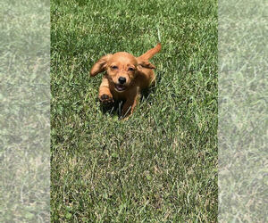Dachshund Puppy for sale in LANSING, MI, USA