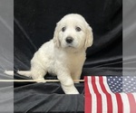 Small Photo #3 English Cream Golden Retriever Puppy For Sale in JASPER, AL, USA