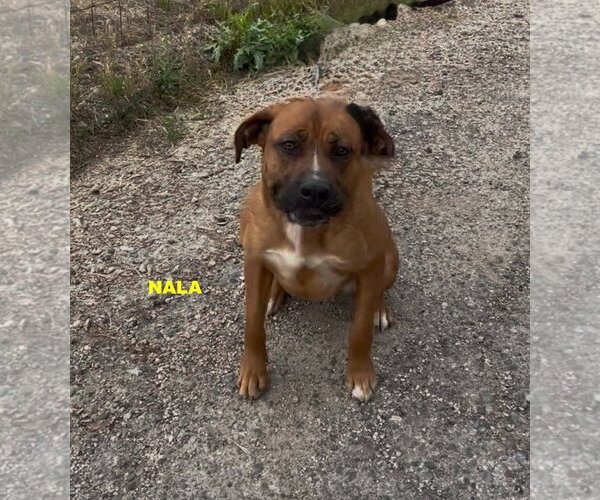 Medium Photo #5 Rhodesian Ridgeback-Unknown Mix Puppy For Sale in Woodland Hills, CA, USA