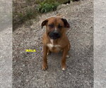 Small #4 Rhodesian Ridgeback Mix