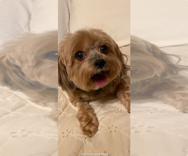 Medium Photo #6 Mutt Puppy For Sale in Plantation, FL, USA
