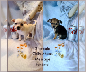 Chihuahua Puppy for sale in BELFRY, KY, USA