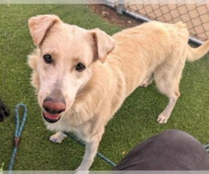 Golden Irish Dogs for adoption in Chandler, AZ, USA