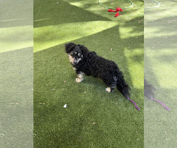 Medium Photo #4 Cocker Spaniel-Dachshund Mix Puppy For Sale in Mission Viejo, CA, USA