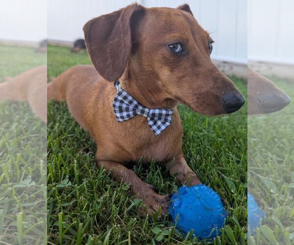 Medium Photo #8 Dachshund Puppy For Sale in Shelbyville, TN, USA