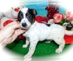 Small Photo #5 Australian Cattle Dog-Jack-Rat Terrier Mix Puppy For Sale in HAMMOND, IN, USA