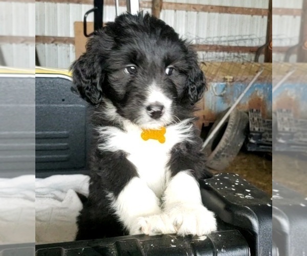 Medium Photo #9 Aussiedoodle Puppy For Sale in DERBY, IA, USA