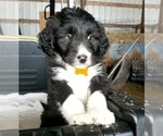 Small Photo #9 Aussiedoodle Puppy For Sale in DERBY, IA, USA