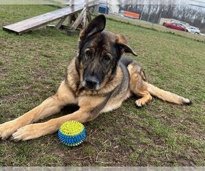 German Shepherd Dog Dogs for adoption in South Bend, IN, USA