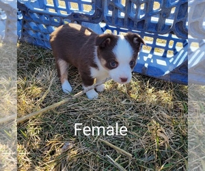 Miniature Australian Shepherd Puppy for sale in MANCHESTER, IA, USA