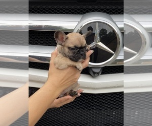 French Bulldog Puppy for sale in JACKSONVILLE, FL, USA