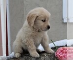 Small Photo #6 Golden Retriever Puppy For Sale in HONEY BROOK, PA, USA