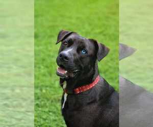 Labrador Retriever-Unknown Mix Dogs for adoption in Rockaway, NJ, USA
