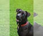 Small Labrador Retriever Mix