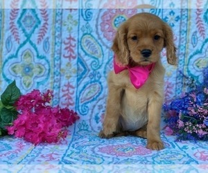 Golden Retriever Puppy for sale in LANCASTER, PA, USA