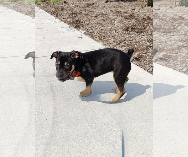 Medium Photo #3 American Pit Bull Terrier-Labrador Retriever Mix Puppy For Sale in St. Louis Park, MN, USA