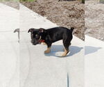 Small #2 American Pit Bull Terrier-Labrador Retriever Mix