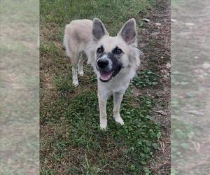 German Shepherd Dog-Unknown Mix Dogs for adoption in Conroe, TX, USA