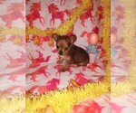Small Photo #5 Poodle (Toy)-Yorkshire Terrier Mix Puppy For Sale in LAPEER, MI, USA