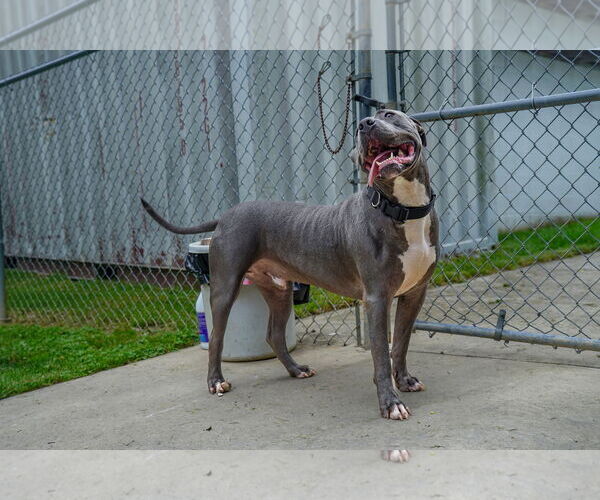 Medium Photo #3 American Pit Bull Terrier Puppy For Sale in Martinsburg, WV, USA