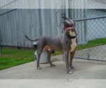 Small #2 American Pit Bull Terrier