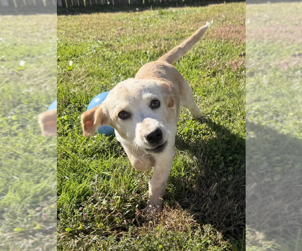 Medium Photo #2 Labrador Retriever-Unknown Mix Puppy For Sale in Aurora, IN, USA