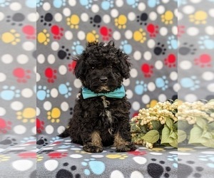 Poodle (Miniature) Puppy for sale in STRASBURG, PA, USA