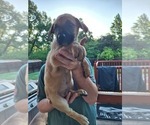 Small #1 German Shepherd Dog-Great Dane Mix
